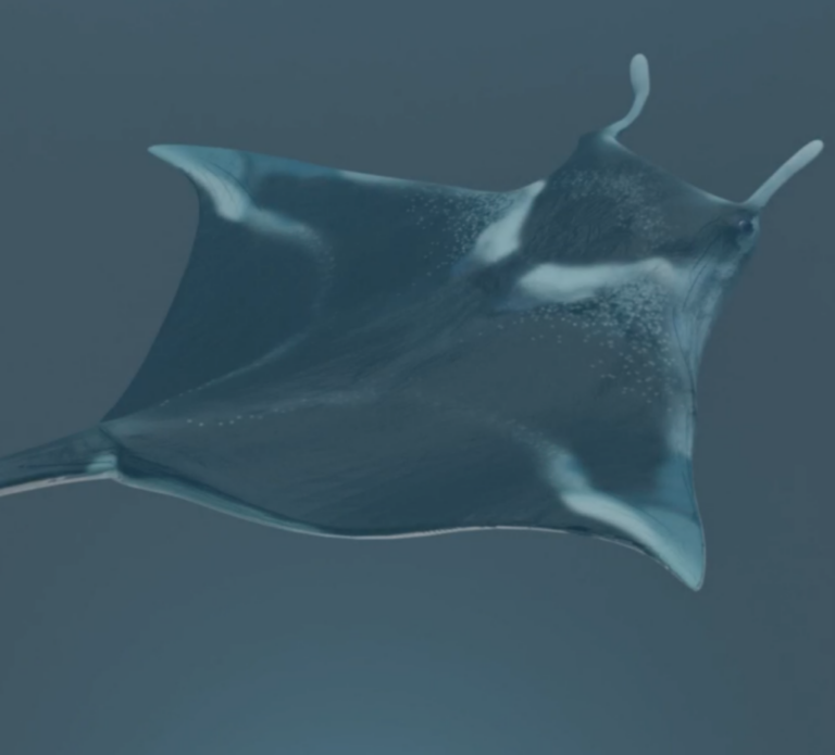 Blender Manta Ray